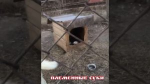 В гостях в питомнике лаек у легендарного А.К. Борисенка в Белоруссии