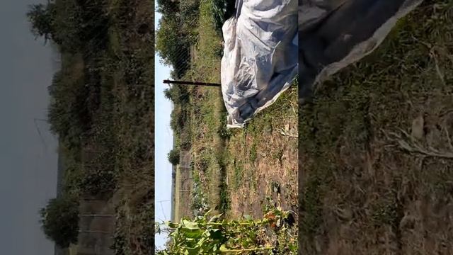 обзор чумизы на 31 августа 2020год смотреть онлайн