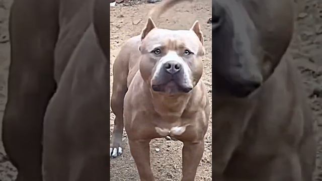 pitbull dog sound#shortvideo смотреть онлайн
