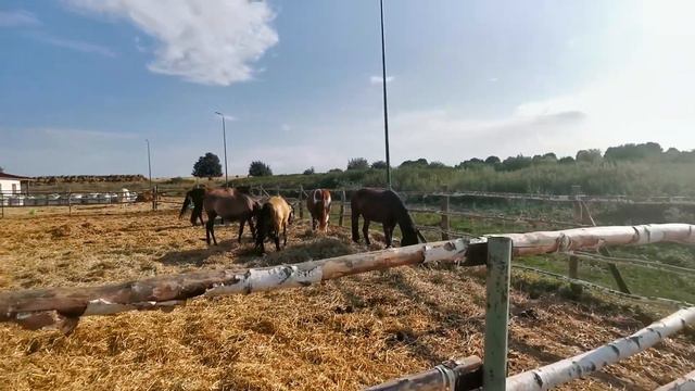 Конный двор 26.07.2021 смотреть онлайн