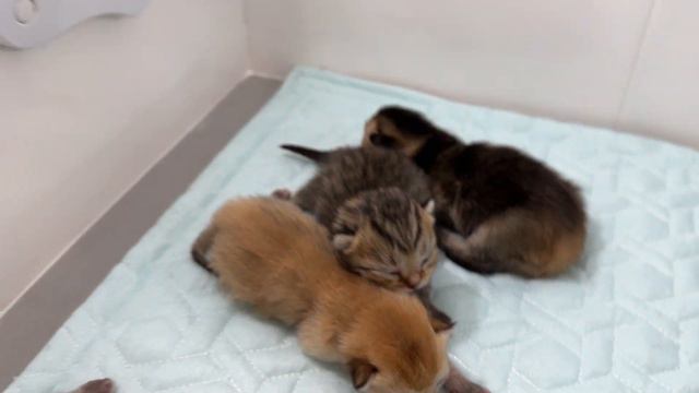Blind newborn kittens hiss at baby puppy when the mom cat meet them. смотреть онлайн