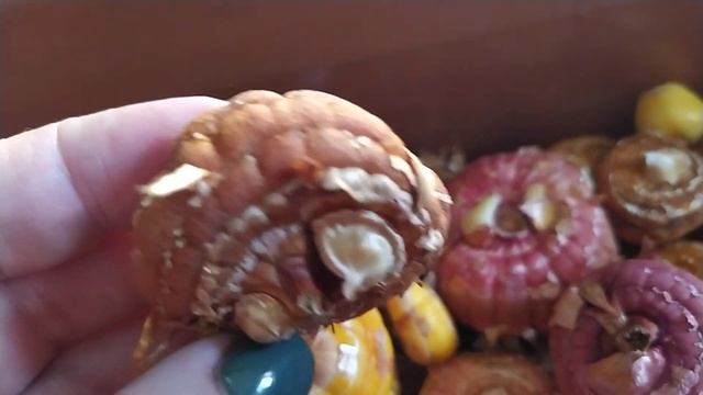 Где хранить гладиолусы// мой способ смотреть онлайн