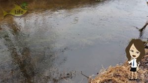 Секреты ловли щуки на малых реках после зимы! Как где и на что ловить щуку на малых реках в марте?