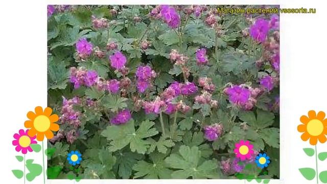 Герань крупнокорневищная Разнообразие Бивена. Краткий обзор Geranium Macrorrhizum Bevan`s Variety