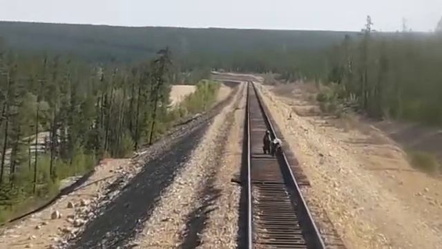 Медведь Жесть смотреть онлайн