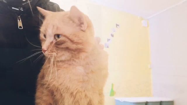 Kass Leopold Võru Varjupaigast