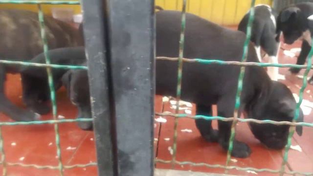 ЩЕНКИ ПИТБУЛЯ ДЕРУТЬСЯ ЗА КАПУСТУ смотреть онлайн