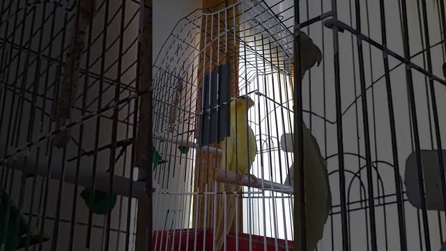 попугай Корелла поёт. Иннокентий, он же Кеша,он же Лимон, он же Лимончик смотреть онлайн