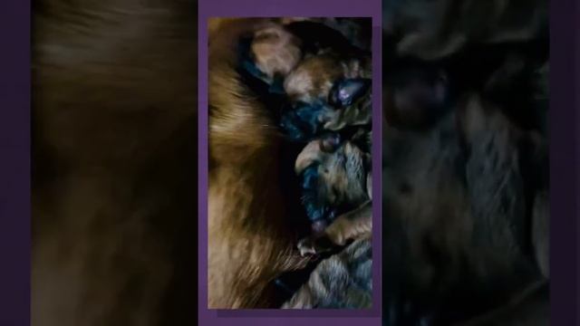 Немецкий Боксёр Эра-щенки Кишинев Молдова ?? смотреть онлайн