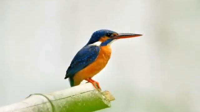Nikon D 5000 Photographs смотреть онлайн