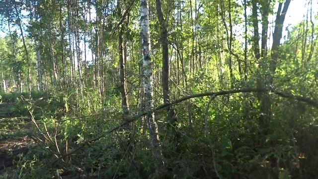Лесной участок август 2015 смотреть онлайн