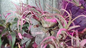 Коллекция атмосферных тилландсий. Мой опыт содержания