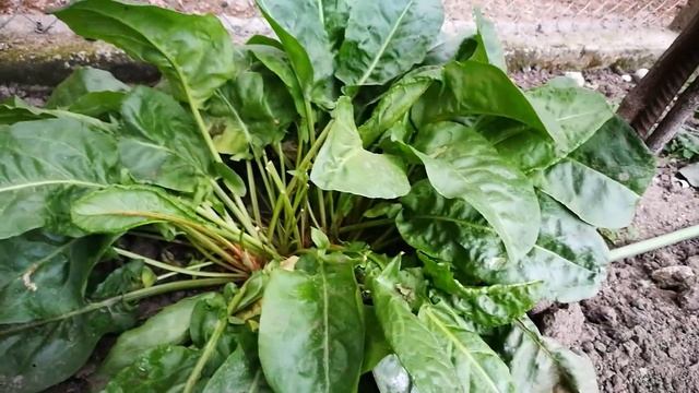 Градинар за Киселеца