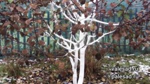 НЕ ОПАЛИ ЛИСТЬЯ НА ДЕРЕВЬЯХ ОСЕНЬЮ! Причины и что нужно сделать.