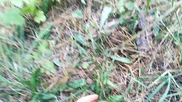 забігли на гриби рижики ???????це шок ??? смотреть онлайн