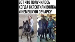 ПРИКОЛЫ! КОГДА ЗАКОНЧИЛИСЬ ПРАЗДНИКИ!!! Угарные МЕМЫ, смешные истории от Доми шоу!