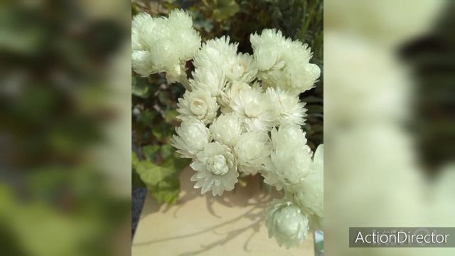 Цветы с Выставки🌺Ανθή απ την Έκθεση смотреть онлайн