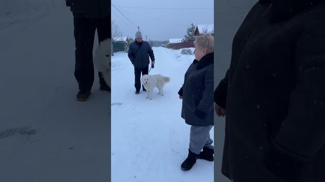 У нее блохи))) смотреть онлайн