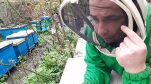 Акарапидоз и аскофероз на пасеке проблема решаемая