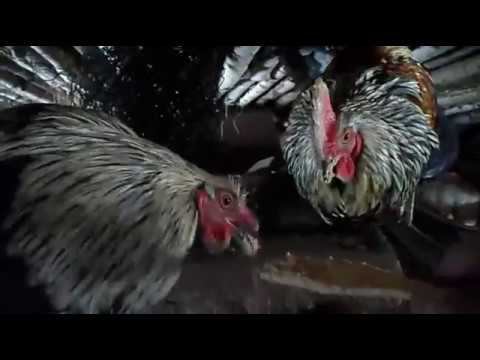 Как я кормлю голодных петухов смотреть онлайн