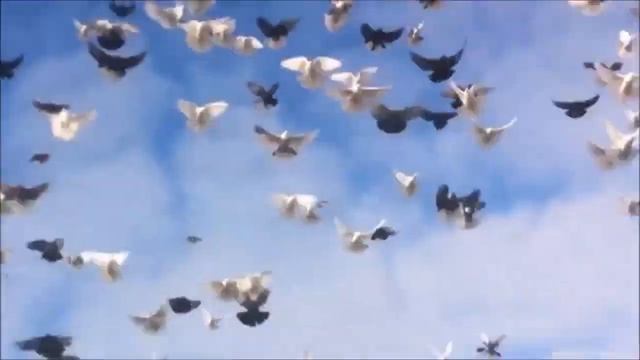 Голуби летают под Барановичи смотреть онлайн