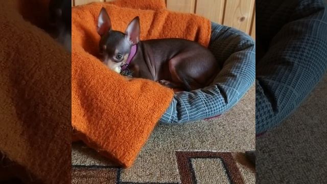 Девочка  щенок русский той (Лексия Окус п-к)