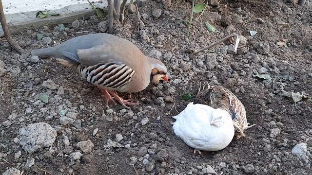 КУРОПАТКА и ПЕРЕПЕЛКИ Друзья??? ||KEKLIK & QUAIL Are Freinds ||BILDIRCIN || BEDANA