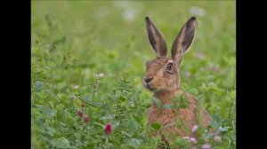 Голос Зайца..wmv