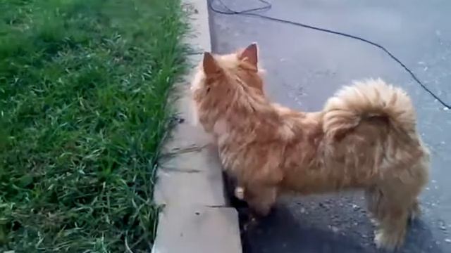 Норвичи на прогулке.3gp смотреть онлайн