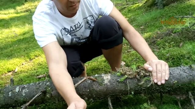 Сборка сруба на мох. Как Вас обманывают смотреть онлайн