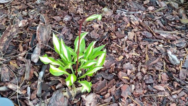 @czarnyheniek Yucca Karolińska, hosty, banany po deszczu🌱🌱🌱 смотреть онлайн