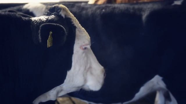 Rescued Cows Have a Surprising Story - Find Out What Happened Next! смотреть онлайн