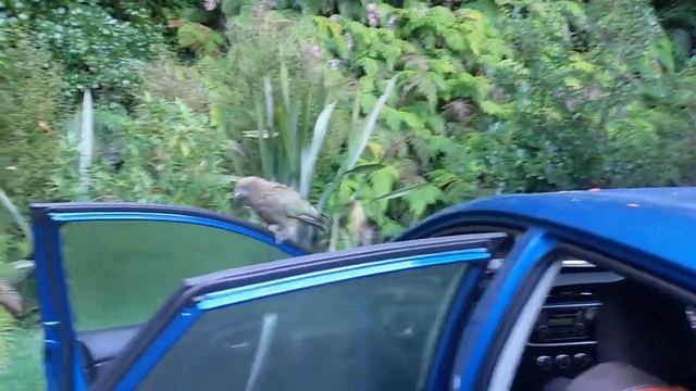 попугаи Кеа ( Nestor notabilis) проверка машины / wild kea parrot смотреть онлайн