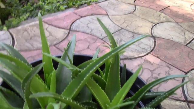 ЧТО ТО ПОШЛО НЕ ТАК! ЛЮБИМЫЕ РАСТЕНИЯ! смотреть онлайн