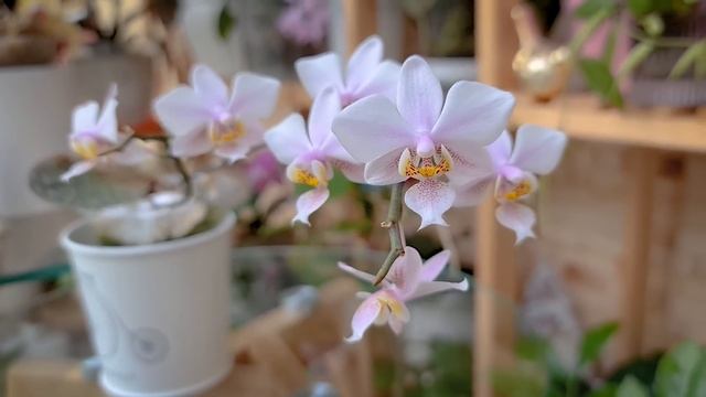 ЭСТАФЕТА "Самые дорогие орхидеи моему сердцу в моей коллекции" ПРИНЯТА!!! ТОП любимых орхидей. смотреть онлайн