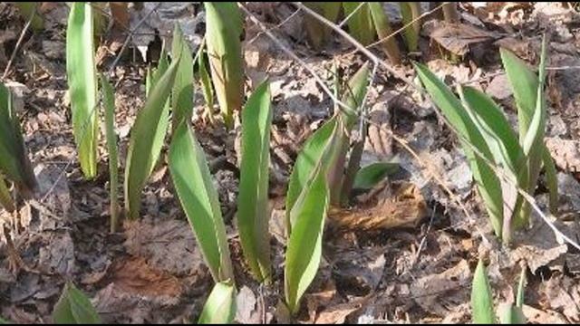 Уход за Тюльпанами Весной Тюльпаны Будут Самые Пышные! Подкормка Тюльпанов Весной смотреть онлайн