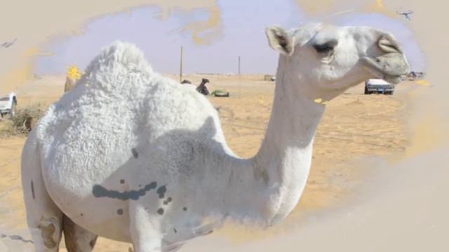 Түсінде түйе көрсең - Түс жору » Түсінде түйе болса. Түсінде түйе көрсең