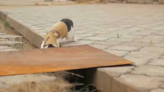 ALYONA TRAUM ПОТЕРИ смотреть онлайн