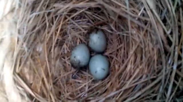 Дубровник (Emberiza aureola) смотреть онлайн