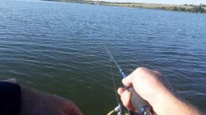 Снасть убийца окуня.Запрещенная уловистая снасть для ловли окуня на спиннинг.