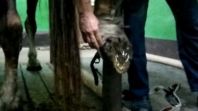 Трещина копыта лошади смотреть онлайн