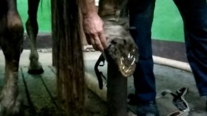 Трещина копыта лошади