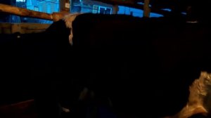 У КОРОВЫ СТАЛ ЖЕЛУДОК.  АТОНИЯ РУБЦА.