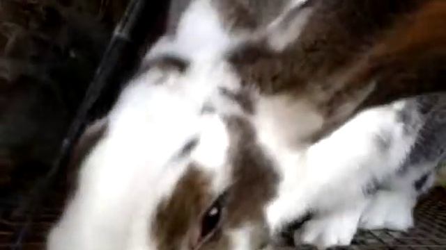 Разведение кроликов породы Бабочка. смотреть онлайн