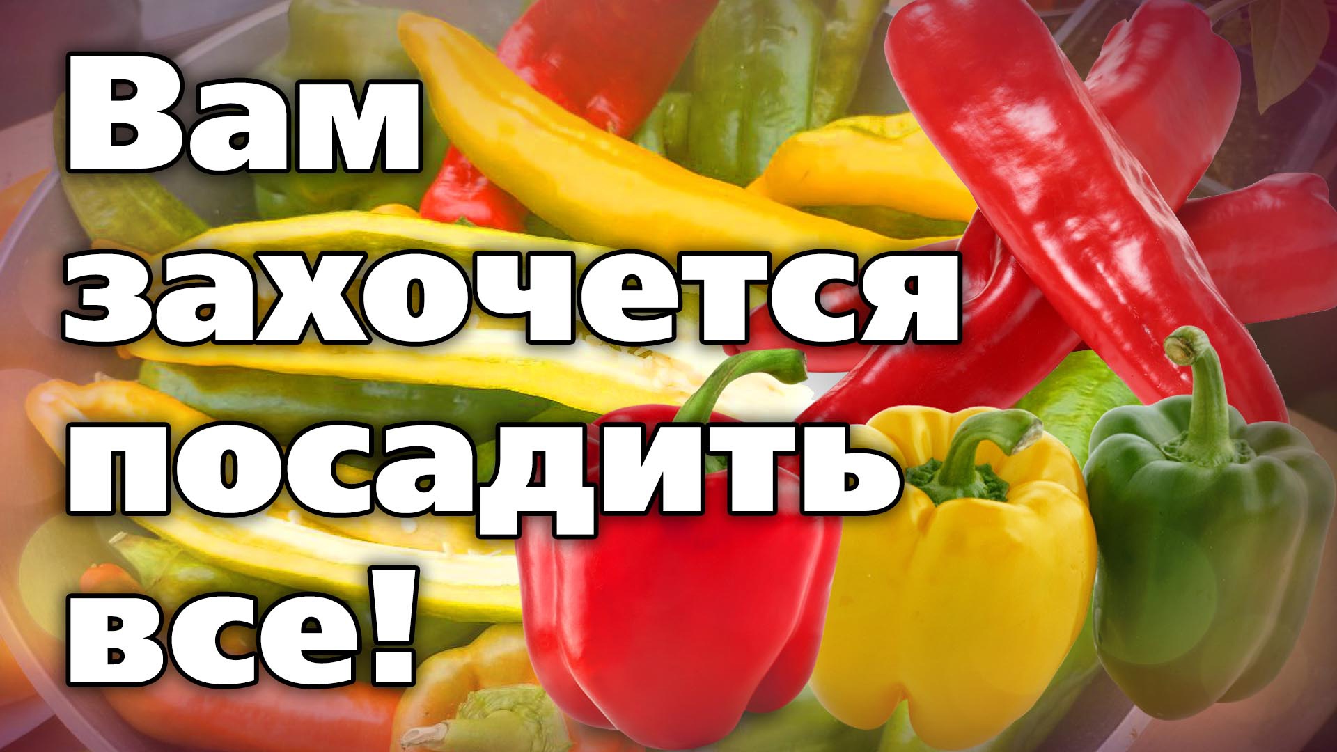 Сорта сладкого перца 2023. Сладкие. Крупные.Урожайные смотреть онлайн