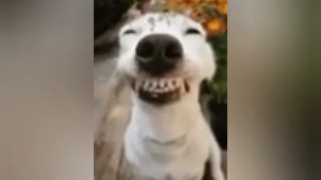все мои мемы смотреть онлайн