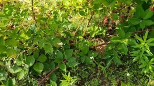 Ежевика лох тей в средней полосе Плюсы и минусы данного сорта