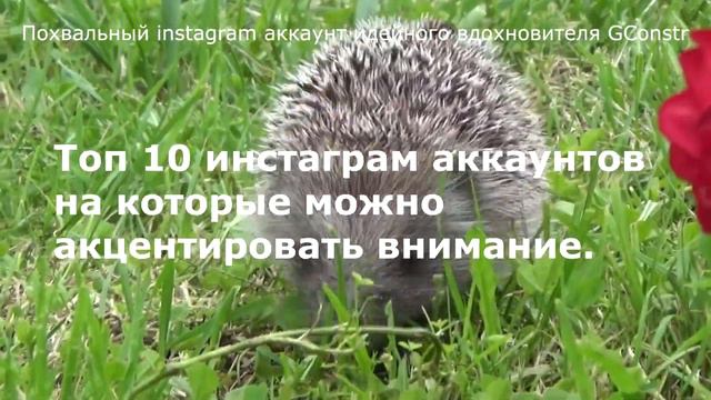 Похвальный instagram аккаунт идейного вдохновителя GConstr смотреть онлайн