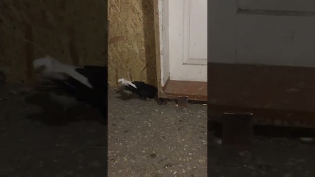 Бельцский двухчубый турман.Jucator de Bălți,bimotati. смотреть онлайн