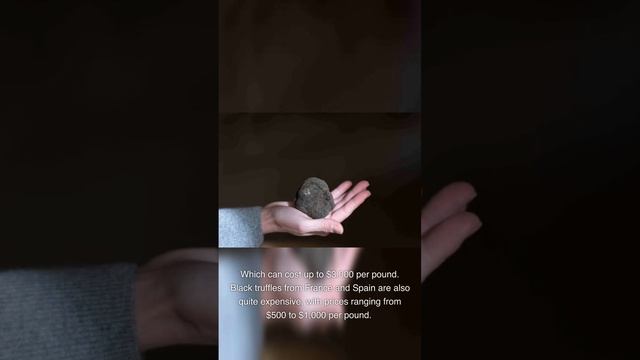 3 Best Places To Find Truffles In The World In 2023 смотреть онлайн